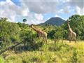 Žirafy južné spásajú stromy vo vyšších vrstvách ako ostatné zvieratá. Je to výhoda, ktorú majú vďaka