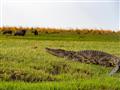 Krokodíl nílsky žije takmer v celej Afrike, v samotnom Níle ich je však už veľmi málo. foto: Tomáš H