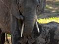 Chobe hostí najväčšiu populáciu slonov na svete a stále sa im tu darí. foto: Tomáš Hulík - BUBO