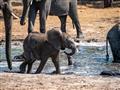 Pri rieke s najväčšou pravdepodobnosťou uvidíme stáda slonov. Sledujte ich správanie. foto: Tomáš Hu