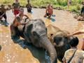 Zábava so slonmi na severe Thajska.
foto?: Jiří Jobánek - BUBO