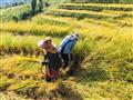 Takto ešte dnes vyzerá tradičné poľnohospodárstvo na severe Thajska.
foto?: archív BUBO