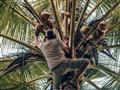 Dnes sa výnimočne len pre BUBO vyškriabu miestni páni po čerstvé kokosy.
foto: Martin Ferenčík — BUB