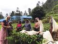 Na Srí Lanke budeme skloňovať slovo čaj niekoľko krát. foto: Monika Šeniglová - BUBO