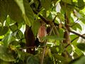 Plod kakaovníka pravého.
foto?: Katarína Líšková — BUBO