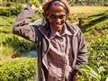Tamilka tvrdo pracuje na čajovej plantáži. Zbiera iba tie správne lístočky. Nazbierajte si svoj vlas