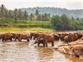Na Srí Lanke žije slon cejlónsky, jedná sa o najväčší poddruh slona indického. Prichádzame k vstupne
