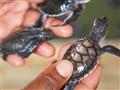 V oceánoch žije 8 druhov korytnačiek, z toho na Srí Lanke až 5 druhov. Každoročne priplávajú na pies