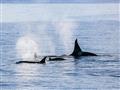 Na stretnutie s veľrybami.
foto: Pavel FELLNER – BUBO