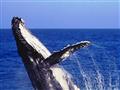 Okrem vorvaňov sem chodia aj iné druhy veľrýb. Nakoľko sa nachádzame na otvorenom mori, nie je zaruč