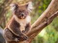 Na mieste známom ako Koala cafe budeme mať šancu vidieť koaly, ktoré žijú v okolitých eukalyptových 