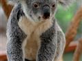 Vo zveroparku Featherdale na predmestí Sydney si môžete spraviť aj profesionálnu fotku s koalami z b