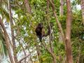 Na ostrove nás vítajú opičky kapucínky. foto: Ľubor Kučera – BUBO