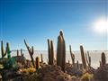 Kaktusy tu rastú rýchlosťou 1 centimeter za rok. foto: Laura Lackovičová - BUBO