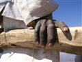 Detail ruky prevozníka na Níle. TAkto to tu muselo vyzerať aj pred 3500 rokmi. Lubos Fellner- BUBO