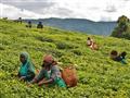 Nyungwe forest - táto oblasť je známa produkciou kvalitného čierneho čaju