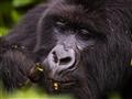 Volcano národný park - sledujeme horské gorily pri ich bežných činnostiach