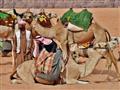 Púštne koráby kedysi nosili tovar, no aj dnes majú svoje miesto na púšti a Beduíni na ne nadajú dopu