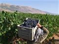 Vinobranie vo východnom Libanone. Nechajte sa prekvapiť skvelými vínom a arakom. foto: BUBO