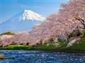 Najvyššia hora Japonska Mt. Fuji s kvitnúcimi sakurami. Aká je tá Vaša predstava o Japonsku? foto: a