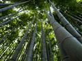 Šumenie bambusového lesa vo vetre je pre Japoncov jedným z najkrajších zvukov na svete.
foto?: Marti