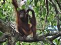 Stretnutie s orangutanmi bude nezabudnuteľným zážitkom