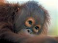 Borneo a jeho orangutany