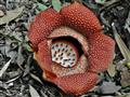 Borneo je domovom obrovského kvetu menom raflézia