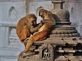 S Káthmandú sa lúčime v opičom chráme