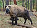Čo je to zač? Takin (Burdorcastaxicolor) - smiešne národné zviera Bhutánu. http://bit.ly/BUBOtakin
f