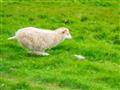 Zelená je tráva a ovca uháňa. Vtipná momentka, ktorú uvidíte aj Vy, foto: Ľuboš Fellner - BUBO