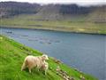 Šoférovanie po Faerských ostrovoch je jednou nádhernou vyhliadkovou jazdou. Pod nami kruhové farmy n