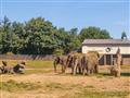 Slony patria k najväčším suchozemským cicavcom. foto?: Eva ANDREJCOVÁ — BUBO