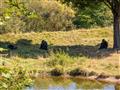 Odpočinok v tejto krásnej ZOO nájdeme my a aj tieto krásne gorily. foto?: Eva ANDREJCOVÁ — BUBO