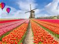 Amsterdam s návštevou tulipánových záhrad Keukenhof