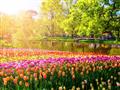 Amsterdam s návštevou tulipánových záhrad Keukenhof