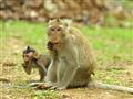 Opice vo Vietname a Kambodži