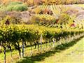 Panónska vinohradnícka oblasť, poznávací zájazd, Rakúsko