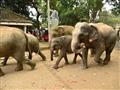 Sloní sirotinec na Srí Lanke