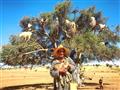 Maroko - križovatka farieb a vôní - kozy na strome