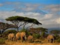 Keňa - Dokonale safari a oddych na bielej pláži