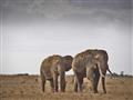 Keňa - Dokonale safari a oddych na bielej pláži- slony