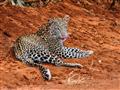 Keňa - Dokonale safari a oddych na bielej pláži- jaguár