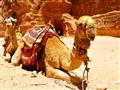 Jordánsko - krajina čarovnej histórie- ťava na púšti