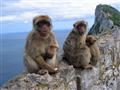 Opice, Gibraltár, poznávací zájazd, Španielsko