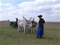 Čaro maďarskej pusty -  kravy na lúke