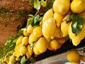 Capri a Vezuv za víkend - citrónovník