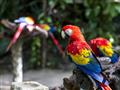 Papagáje v Mexiku