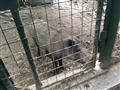 Čierny Balog, Čiernohronská železnička a Lesnícky skanzen, poznávací zájazd