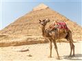 Ťava v Egypte